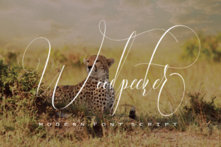 Make Your Brand Instantly Recognizable with the Woodpecker Script Font